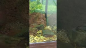 Нерест хромисов в общем аквариуме