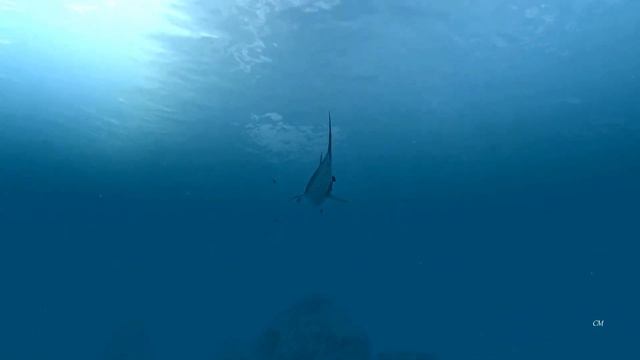 White Fox Music - Oceania 2024 смотреть онлайн