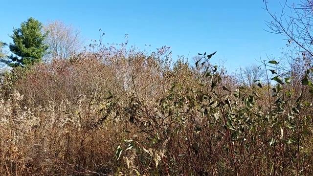 Growing Good Bird Food смотреть онлайн