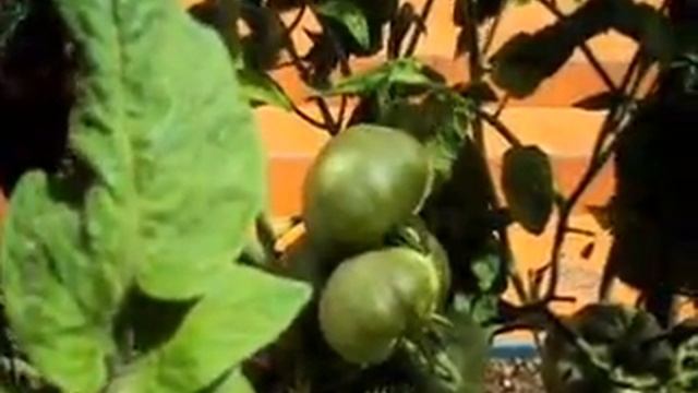 BRANDYWINE TOMATO ON MY LAWN