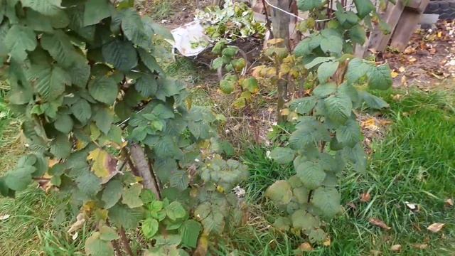 ЖИЗНЬ В ДЕРЕВНЕ /убрала в малиннике / #лайфак бесплатное экологически чистое органическое удобрение