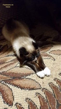 Кошка устала от работы