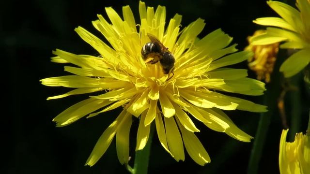 Wiesenpippau als Paradies für Schmalbienen смотреть онлайн