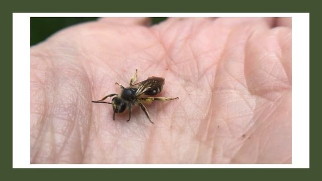 Andrena bee смотреть онлайн