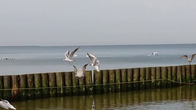 чайки в Зеленоградске смотреть онлайн