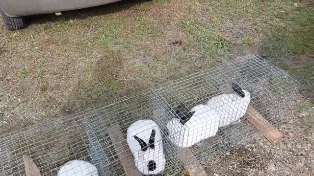 Выставка голубей с. Новогригорьевка Нижнегорский район