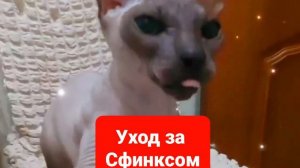 Сфинкс.Уход за сфинксом.