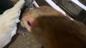 Курица несушка 🐔