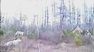 Китайцы в Иенгре 1996