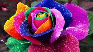 Райский Сад БОГА на Земле. 07.03.25.