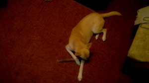 Собака съела молоток