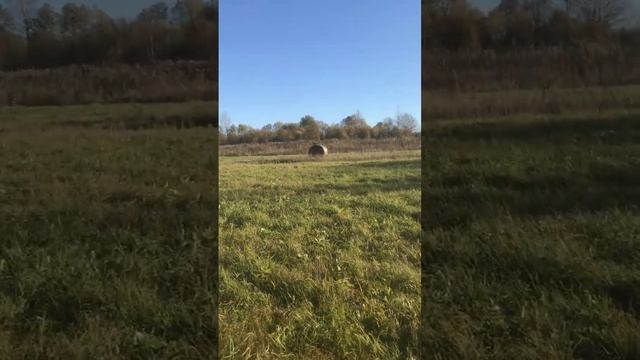 Работа МТЗ 82-вывоз сена!13 октября 2023 г. смотреть онлайн