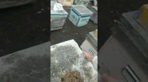 Весенняя ревизия пчелиных семей.