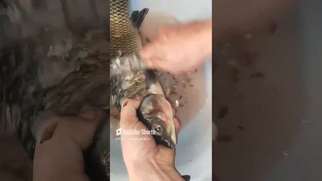 Рыбный день, рыбеха на жареху - кулема 😂
