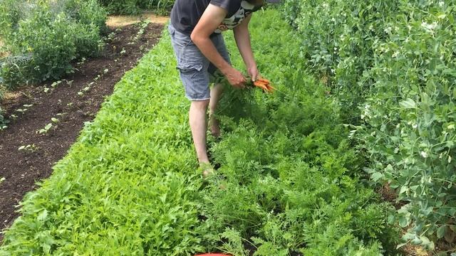 Carrot Harvest | This is a Game Changer смотреть онлайн