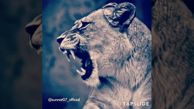 Tinca Лев смотреть онлайн