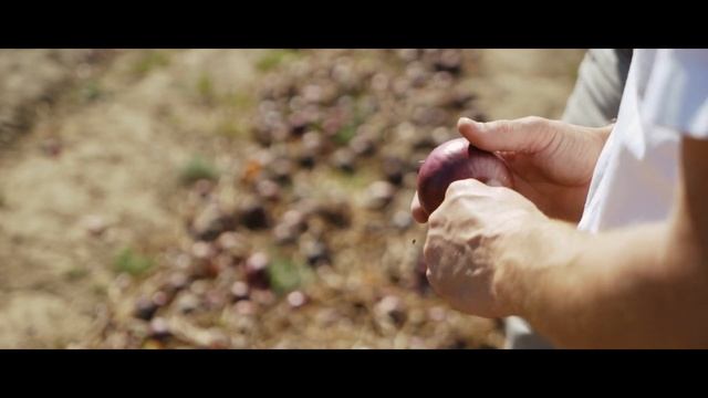 Bejo - Dzień cebuli Wielkopolska 2018