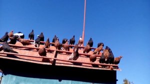 николаевские голуби (Мариуполь)