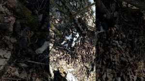 Как волки в туалет ходят))).