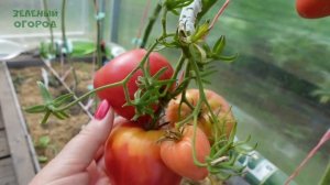 Томат АНДИЖАНСКИЕ. Обзор сортов ТОМАТОВ!