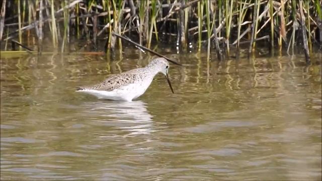 Teichwasserläufer смотреть онлайн