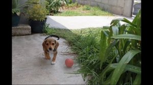 Поселился в доме зверь