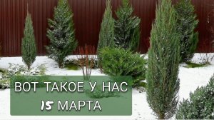 ВОТ ТАКОЕ У НАС 15 МАРТА. СРАВНИВАЮ МАРТ 2024 И 2025. 15.03.2025г.
