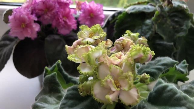 Небольшой обзор цветения фиалок 30.05.24 смотреть онлайн