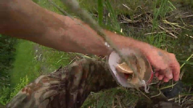 Клубника виктория земляника вкусно смотреть онлайн