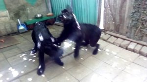 Роман-Кош Венеция Дарк Найт с сыном Роман-Кош Моррисом Мондеалем.2018г