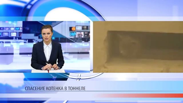 Движение на трассе перекрыли ради котенка смотреть онлайн