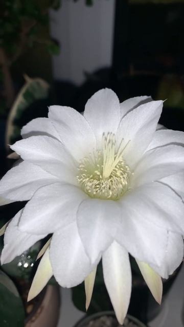 Ночное цветение ❤️Эхинопсис субденудата Echinopsis subdenudata
