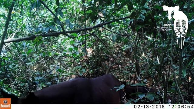 First-ever Footage of Okapi Calf in the Wild смотреть онлайн