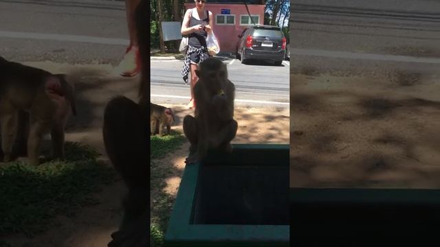 Гора обезьян в Таиланде смотреть онлайн