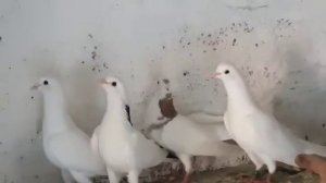 Голуби Гургена в Астрахани!