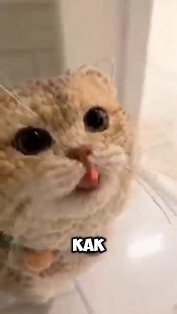Корниш-рекс
