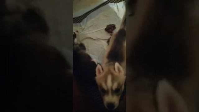Куча куч