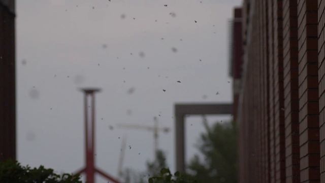 Swarming of caddisflies (Hydropsyche pellucidula) at a glass building/Tegzesrajzás az ELTE épületné смотреть онлайн
