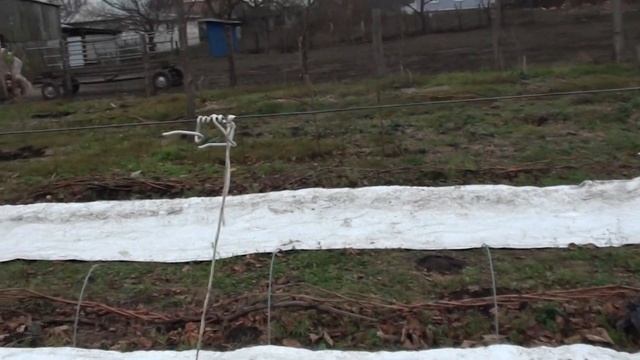 Укриття винограду тунельним способом.
