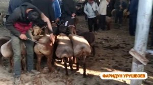 Молбозори Гулакандоз имруз дар молбозор дахшат...