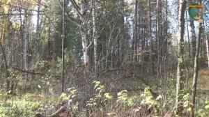 Биолокация-золото