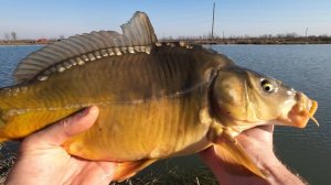 ДА ТУТ РЫБЫ ТЬМА!!! Поклевки отдай ФИДЕР!!!