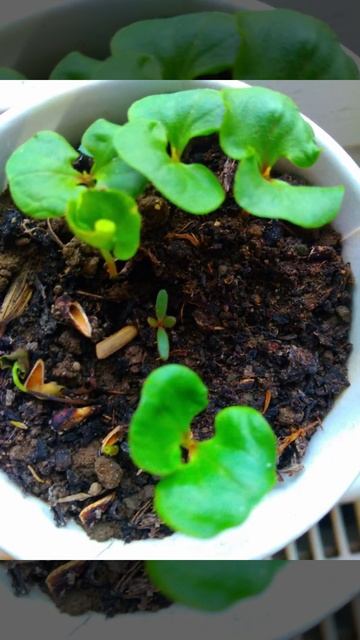 Рост граната 1часть смотреть онлайн