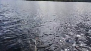 Карелия. Троллинговая рыбалка в августе. Сямозеро