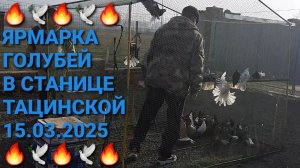 🔥🕊🔥 Ярмарка голубей в станице Тацинской 15.03.25. Pigeons Fair. Bird Market.