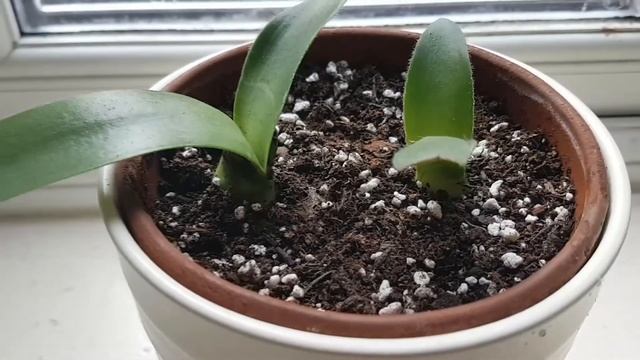 New Rare Plant Added to Collection - Blood Lily смотреть онлайн