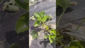 Загущенная посадка клубники. Уход.