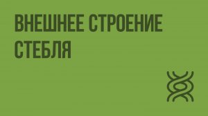 Внешнее строение стебля. Видеоурок по биологии 6 класс