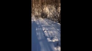 Охота на изюбря на Дальнем Востоке. Смертельное ранение.