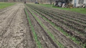 РЫХЛИМ ЧЕСНОК НА Т25